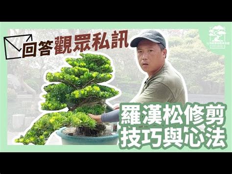 種羅漢松|羅漢松種植指南：掌握技巧，輕鬆種出蒼翠羅漢松 